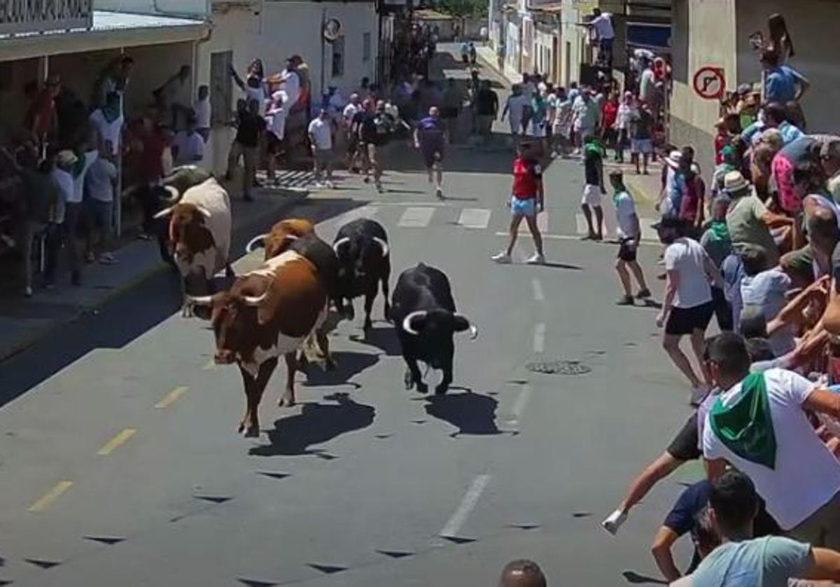 Un momento del encierro con los animales de la ganadería Chamaco.