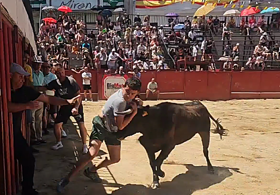 Aficionado agarrado a los cuernos de la vaquilla durante la lidia en la plaza.