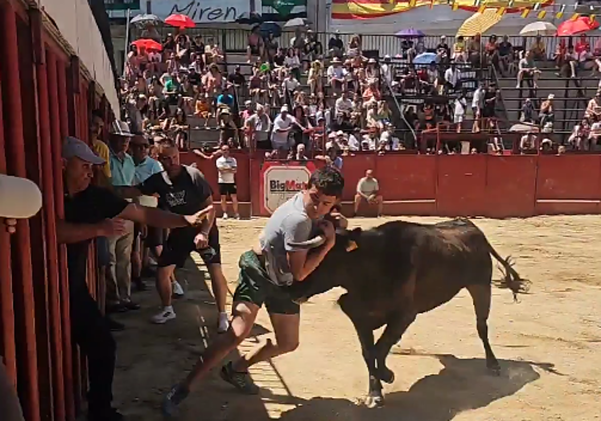Aficionado agarrado a los cuernos de la vaquilla durante la lidia en la plaza.