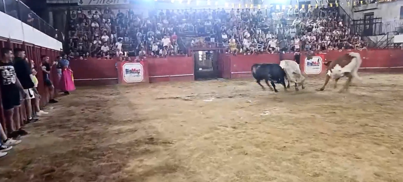 Fotografía del toro 'Lencero' arremetiendo a uno de los bueyes a su llegada en la plaza de toros esta pasada madrugada de martes en Moraleja.