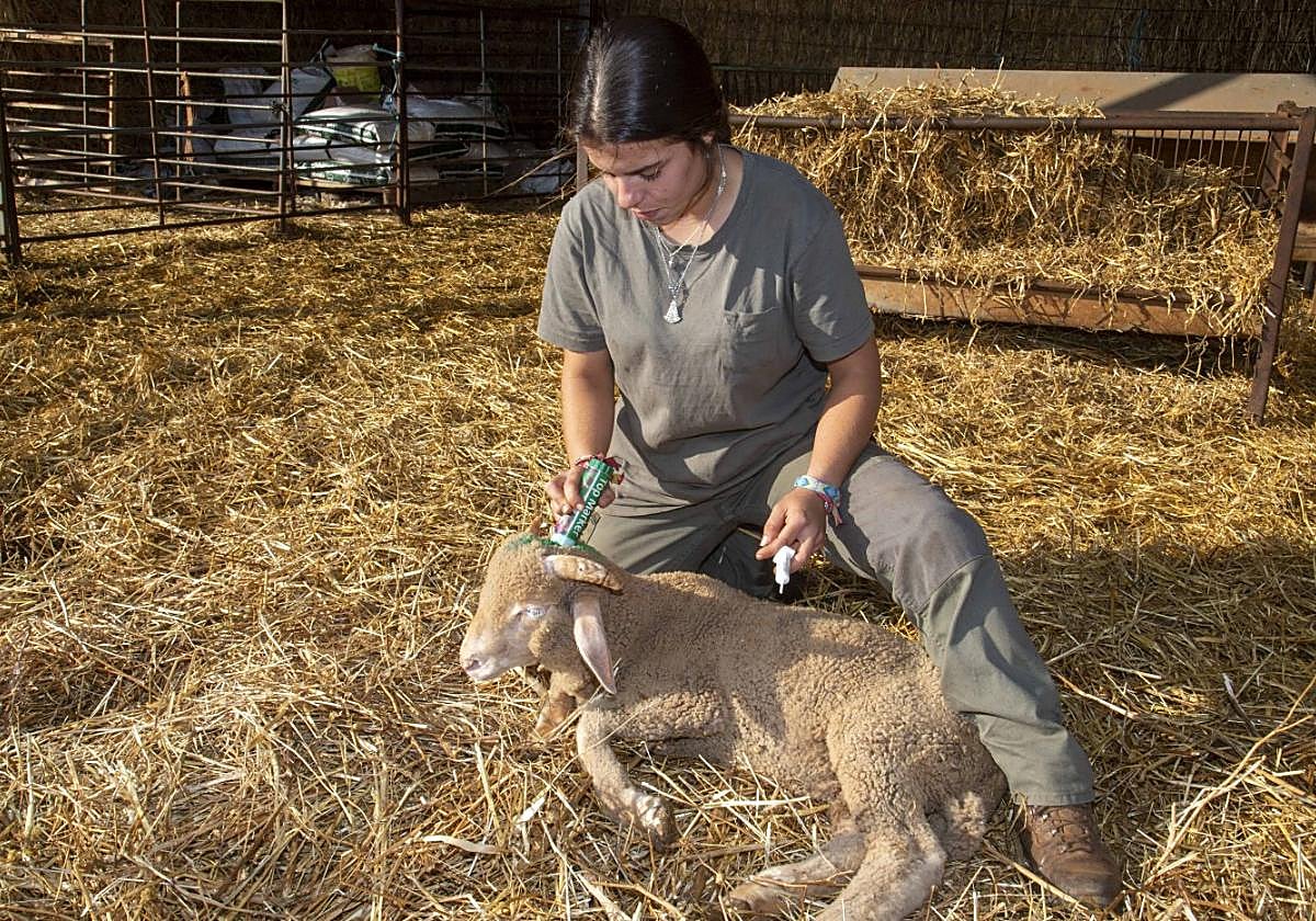 Campaña de vacunación contra la lengua azul.