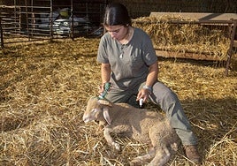Campaña de vacunación contra la lengua azul.