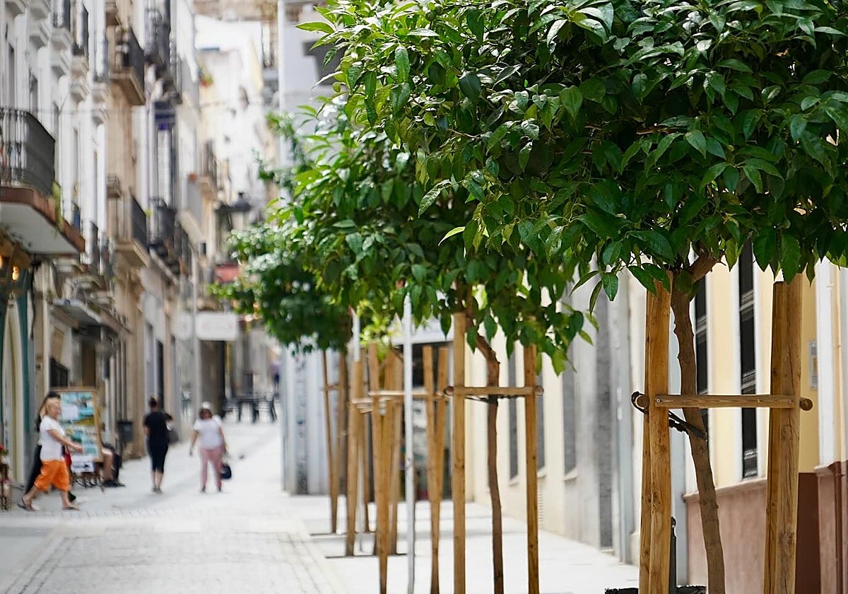 Árboles plantados recientemente en Badajoz.