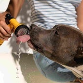Qué hacer si tu perro sufre un golpe de calor: señales de alerta y consejos para evitarlo