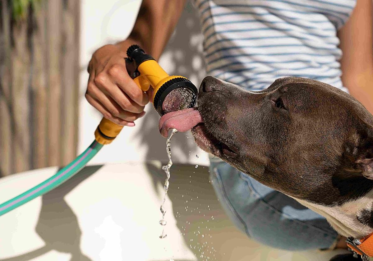 Qué hacer si tu perro sufre un golpe de calor: señales de alerta y consejos para evitarlo