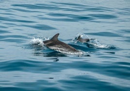 Portugal limita las excursiones para ver delfines en el estuario del Sado