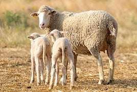 Más de 3.000 ganaderos y cereceros extremeños reciben ayudas de la Junta