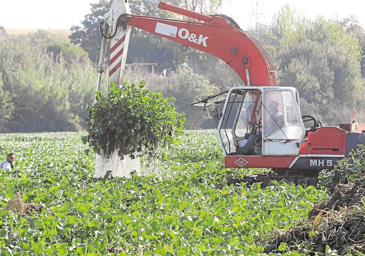 Retirada de camalote en el río Guadiana a su paso por Mérida. Actuación del grupo Tragsa.