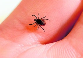 El Área de Salud recomienda extraer las garrapatas con pinzas de punta fina.