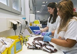 Dos sanitarias clasifican donaciones en el Banco de Sangre de Extremadura.