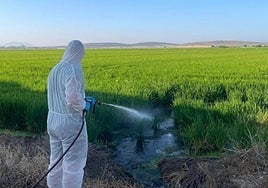 Fumigación en las Vegas Altas, una de las zonas más afectadas por el virus del Nilo cada año.