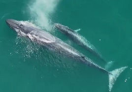 Las increíbles imágenes de dos ballenas frente a la Costa de Caparica