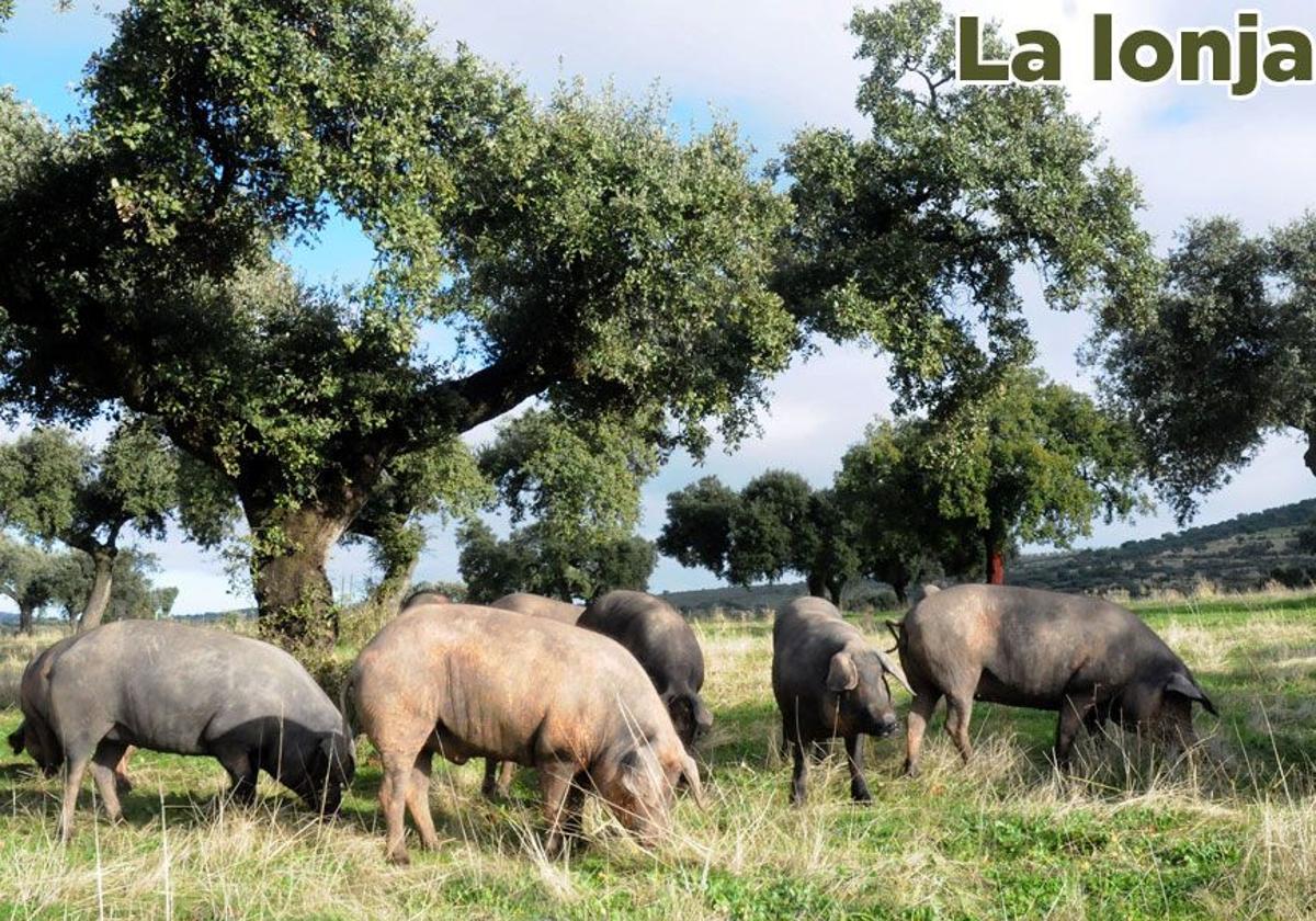 Lonja agropecuaria de Extremadura del martes, 29 de julio