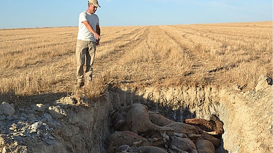 La lengua azul reaparece en Extremadura con focos en Peraleda de la Mata, La Haba y Capilla