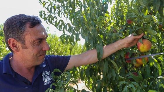 Tomás Horrillo, con sus melocotones en su finca de Villanueva de la Serena.