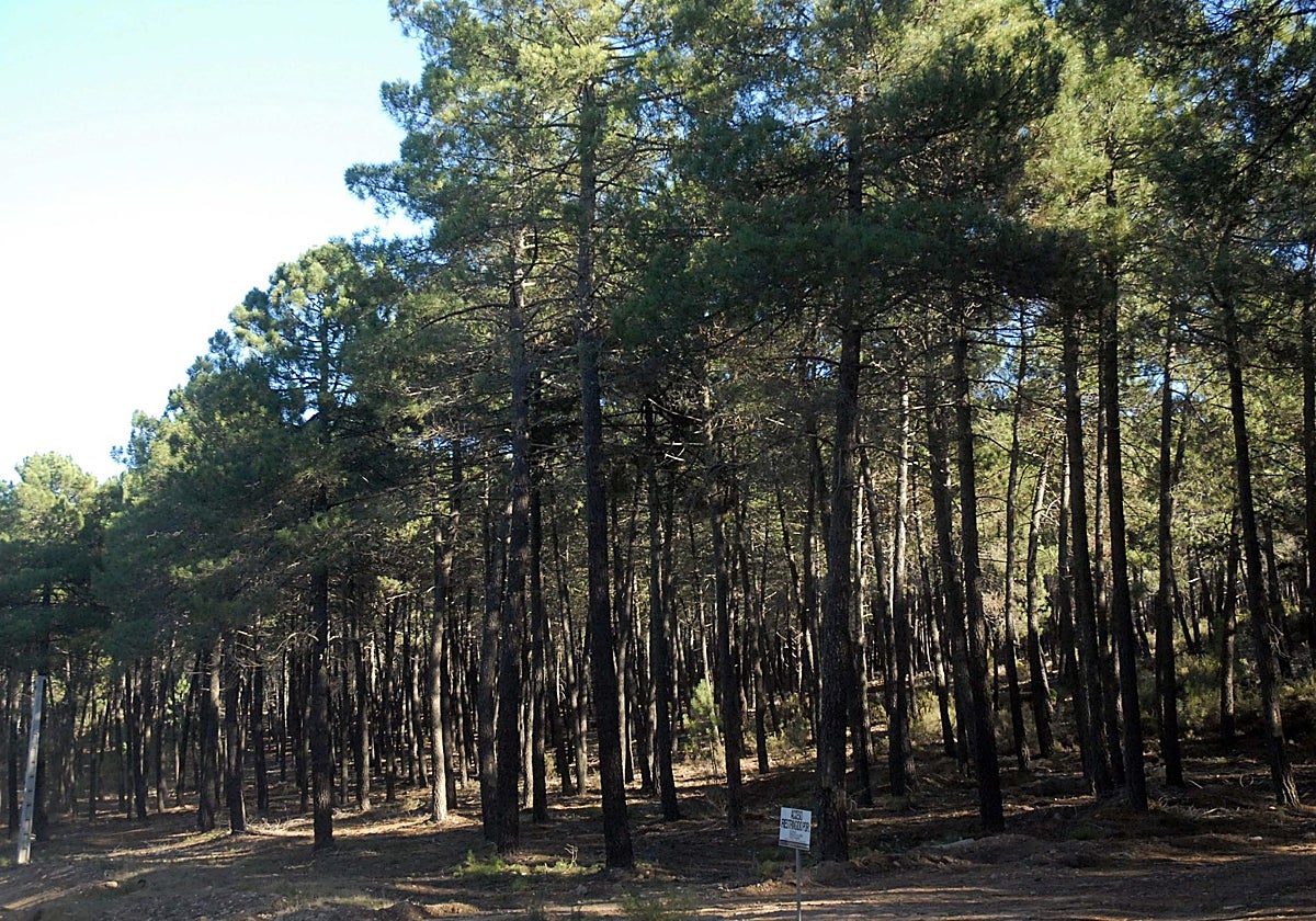 Pinos en Cijara.