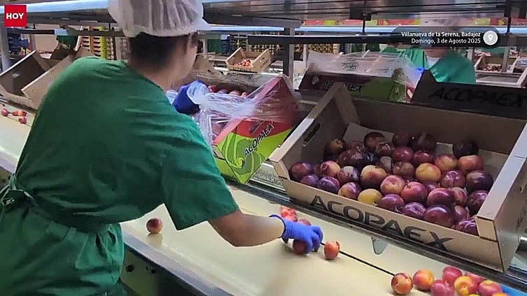 La fruta extremeña recupera producción y optimismo