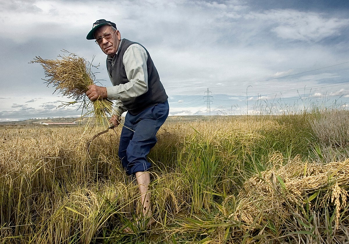 Un agricultor, con arroz