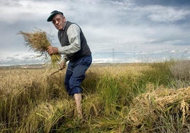 La Junta detecta un «notable incremento» de pudenta en las explotaciones de arroz