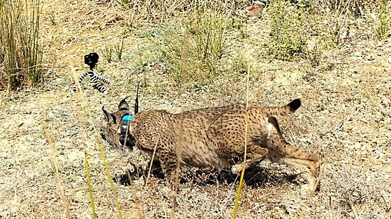 La lince Flora y sus cuatro cachorros adoptivos ya sienten la libertad