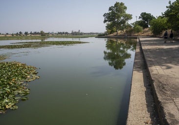 La CHG analizará de nuevo el agua del Guadiana en Badajoz para confirmar la cianobacteria
