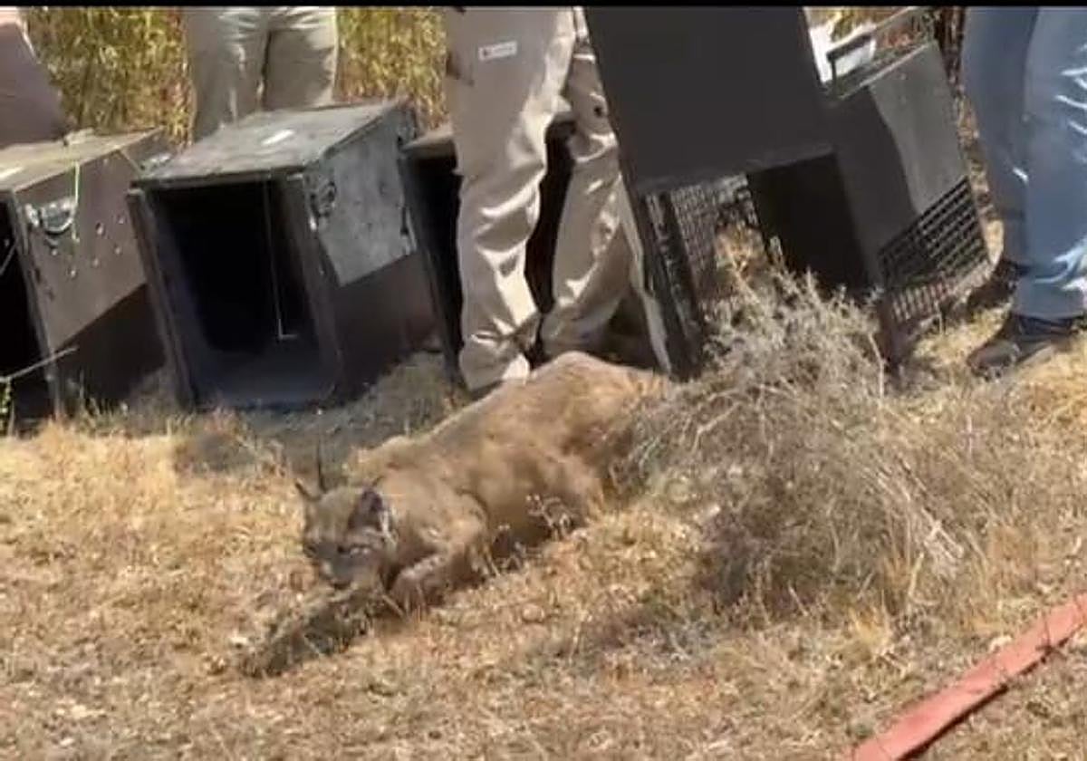 Así ha sido la puesta en libertad en Extremadura de cuatro cachorros huérfanos de lince y su madre adoptiva