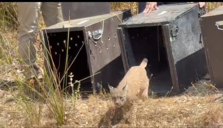 Así ha sido la puesta en libertad en Extremadura de cuatro cachorros huérfanos de lince y su madre adoptiva