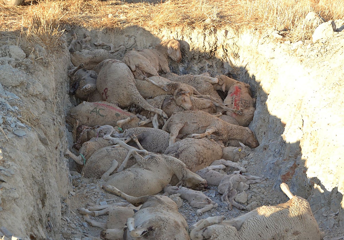 Fosa con ovejas muertas el año pasado en Villanueva del Fresno, junto a la frontera portuguesa.