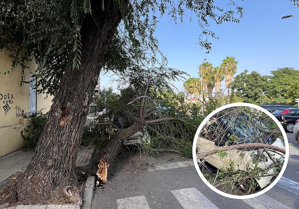 La rama partida y los daños que ha sufrido el coche.