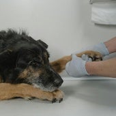 Hasta 100 euros de devolución en el IRPF por gastos veterinarios: estos son los requisitos