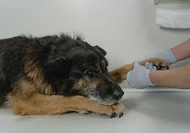 Hasta 100 euros de devolución en el IRPF por gastos veterinarios: estos son los requisitos