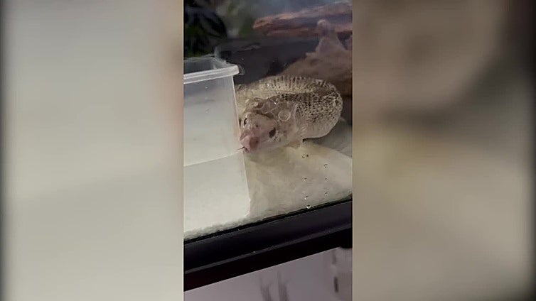 Imágenes impactantes: la extremeña que tiene una serpiente como mascota nos muestra cómo muda su piel