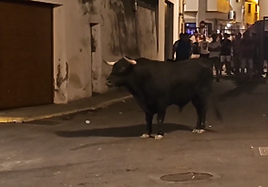 El toro que ha participado en los festejos en la madrugada de este jueves.