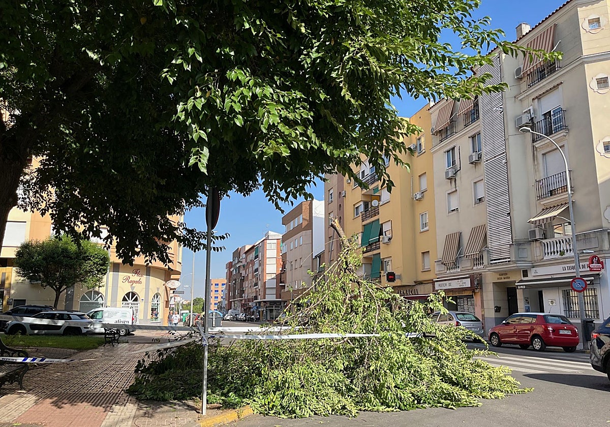 la rama que se ha partido en Corte de Peleas.