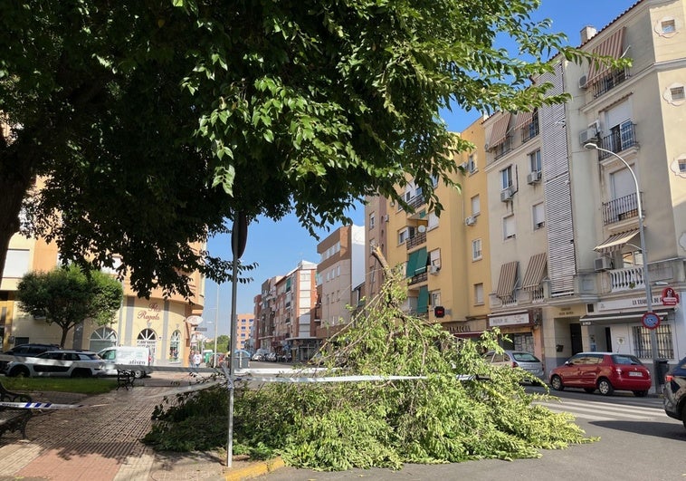 Una nueva caída de la rama de un árbol afecta a la avenida Corte de Peleas