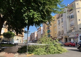 la rama que se ha partido en Corte de Peleas.