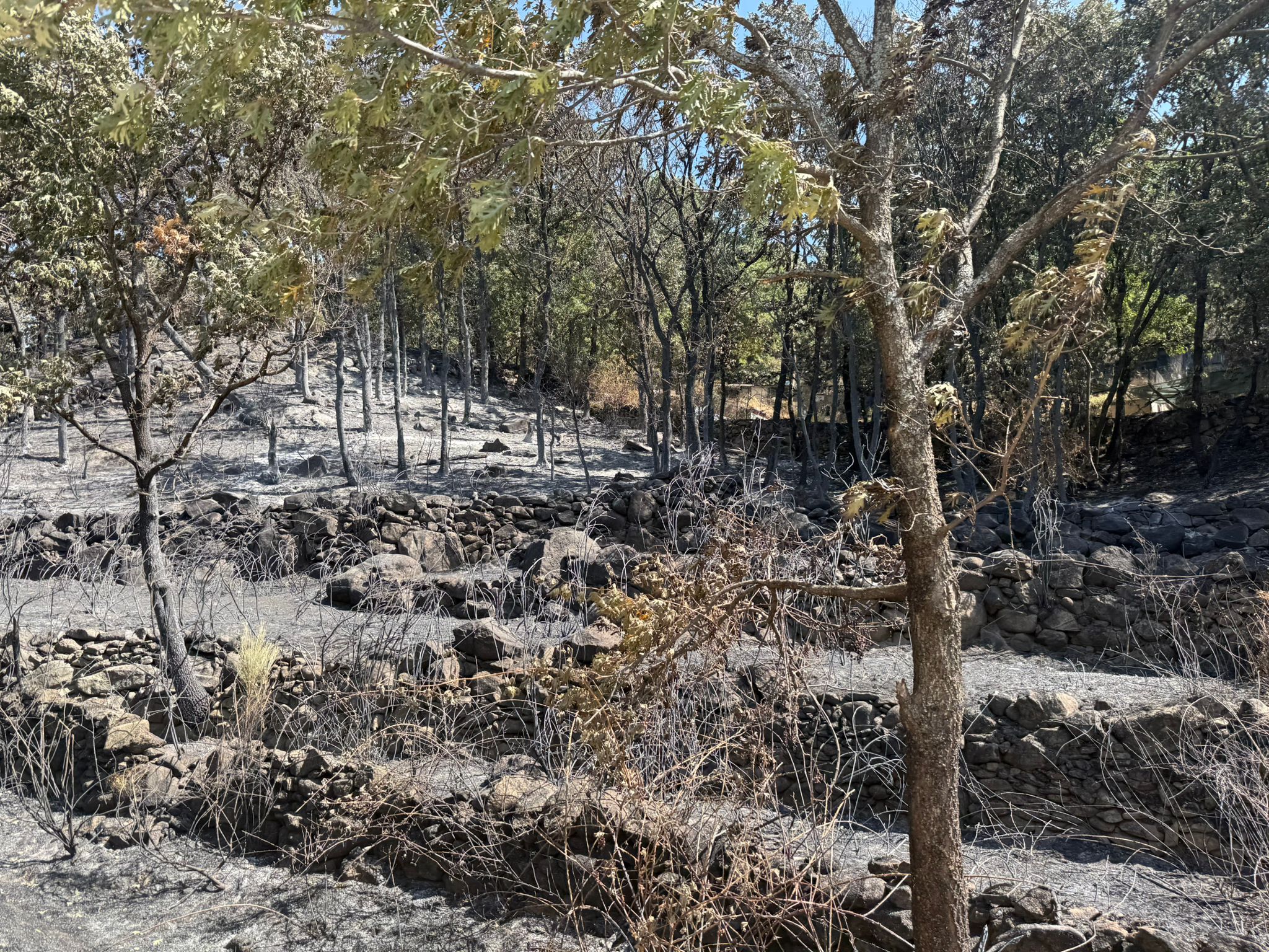 Así ha quedado la comarca de Trasierra tras el incendio de Jarilla