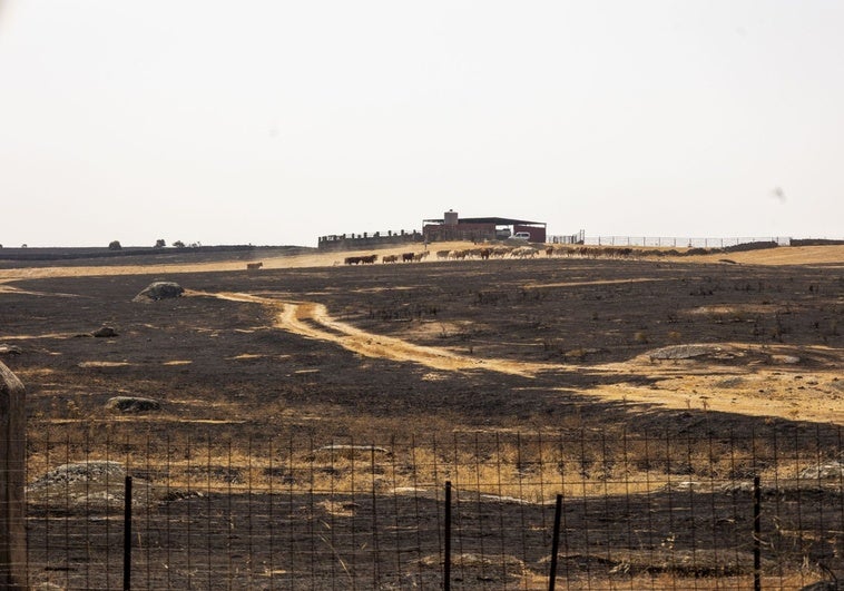El incendio de Casar de Cáceres quema viviendas en la finca Viñas de la Mata