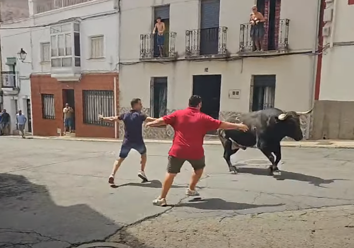 Quinto y último encierro matinal de las fiestas de Torrejoncillo con el toro 'Aguarojo' y sin ningún percance