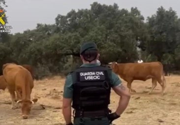 La Guardia Civil acompaña a los ganaderos de Gargantilla para que alimenten a los animales
