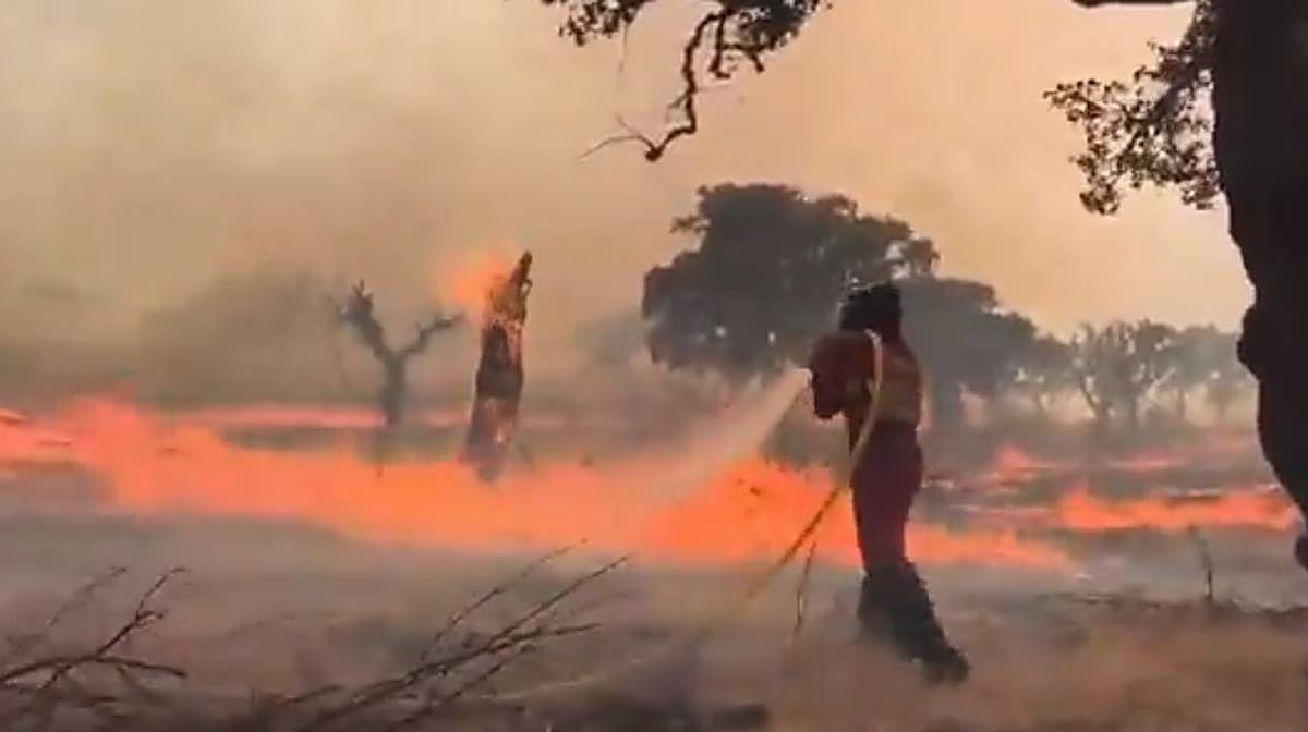 Militares de la UME combaten el fuego en Aliseda, que anoche se desplazó hacia la N-523