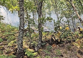 Bomberos de Murcia desplazados a Extremadura trabajaban ayer en el incendio de Jarilla.