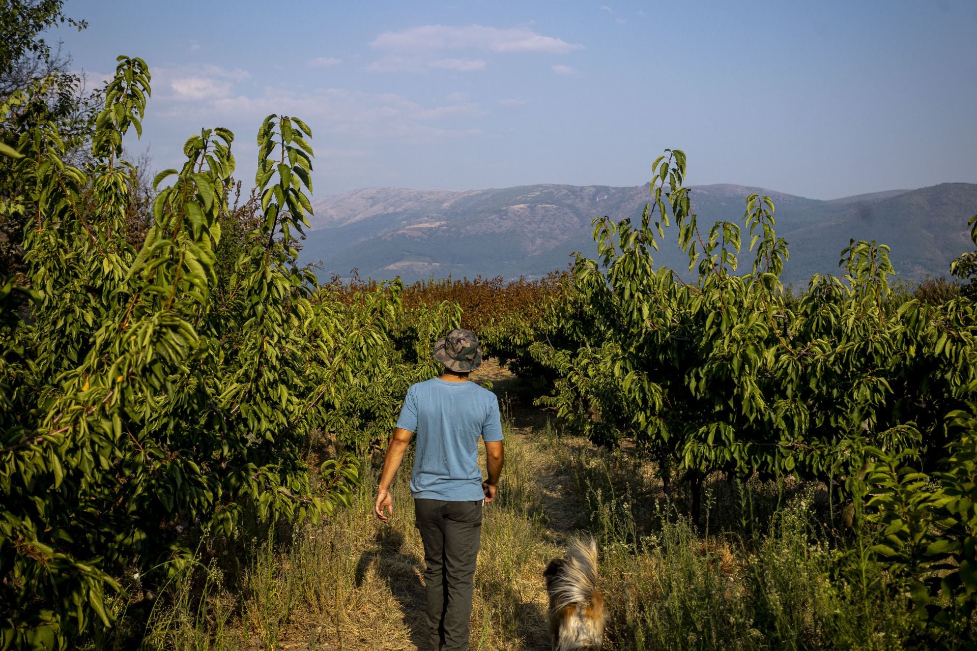Fotos | Así han quedado los cerezos calcinados por el incendio de Jarilla