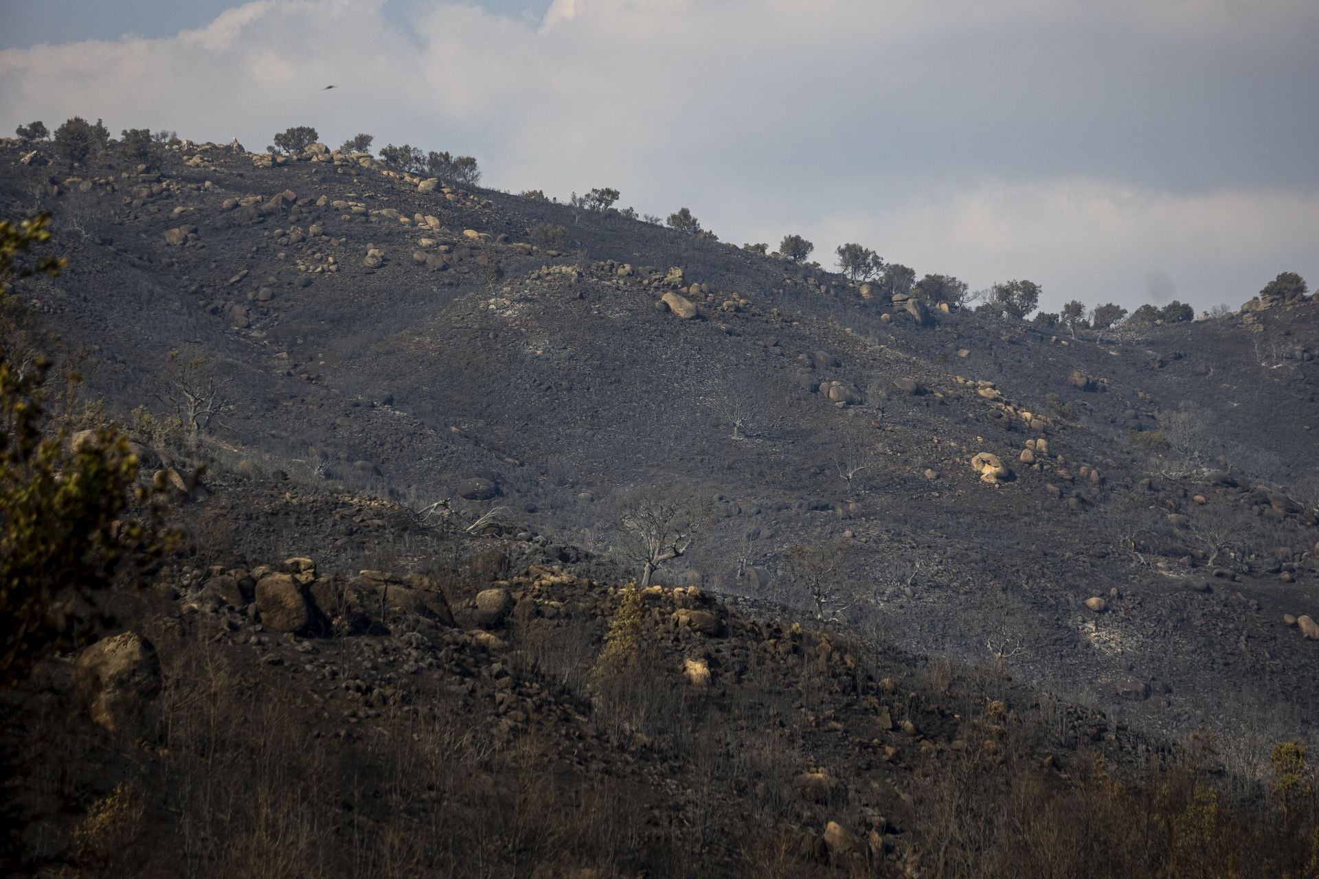Fotos | Así han quedado los cerezos calcinados por el incendio de Jarilla