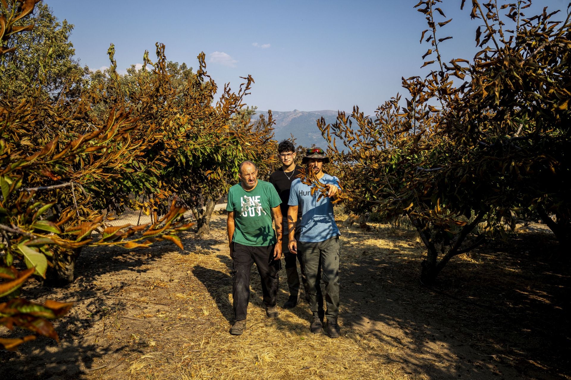 Fotos | Así han quedado los cerezos calcinados por el incendio de Jarilla