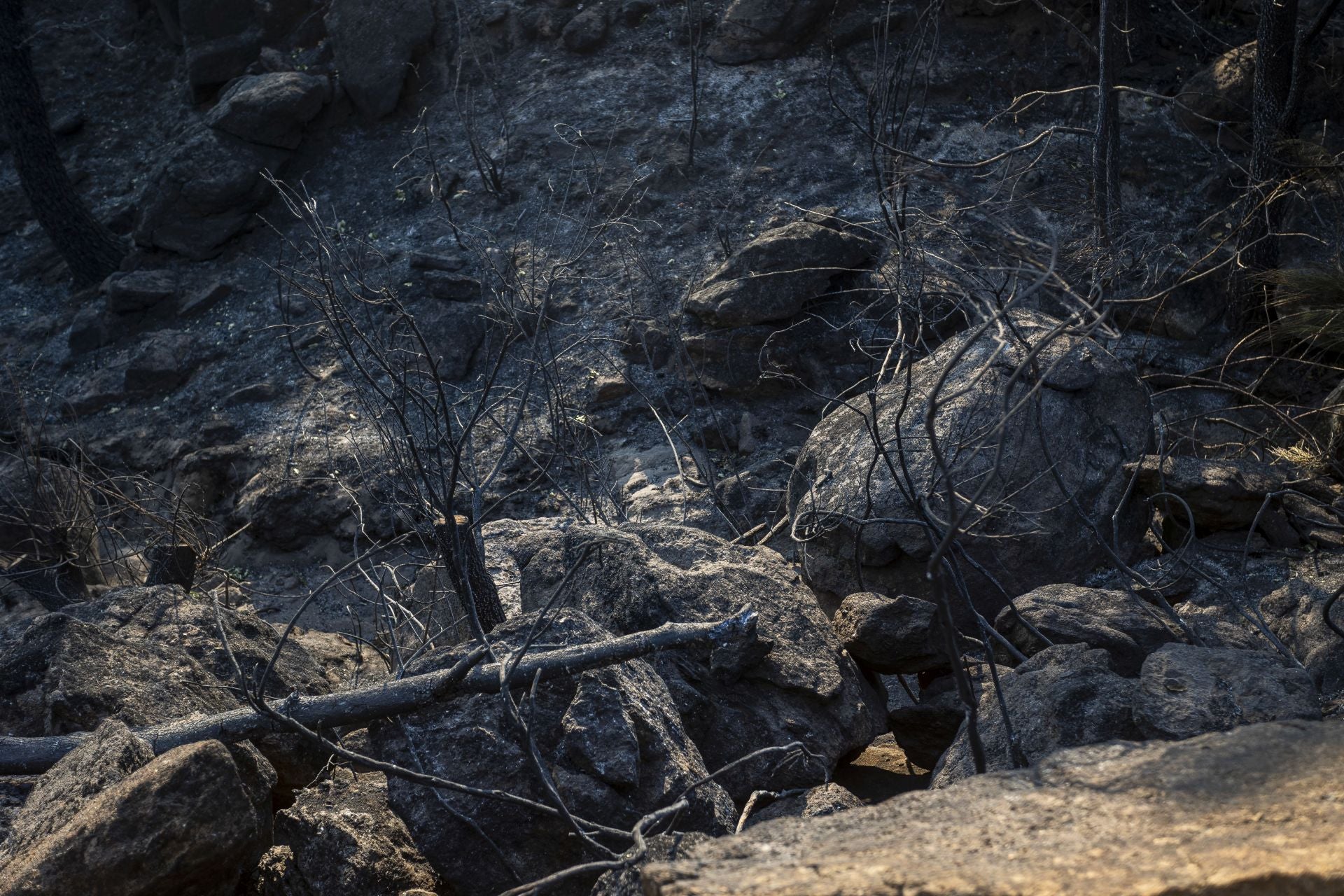 Fotos | Así han quedado los cerezos calcinados por el incendio de Jarilla