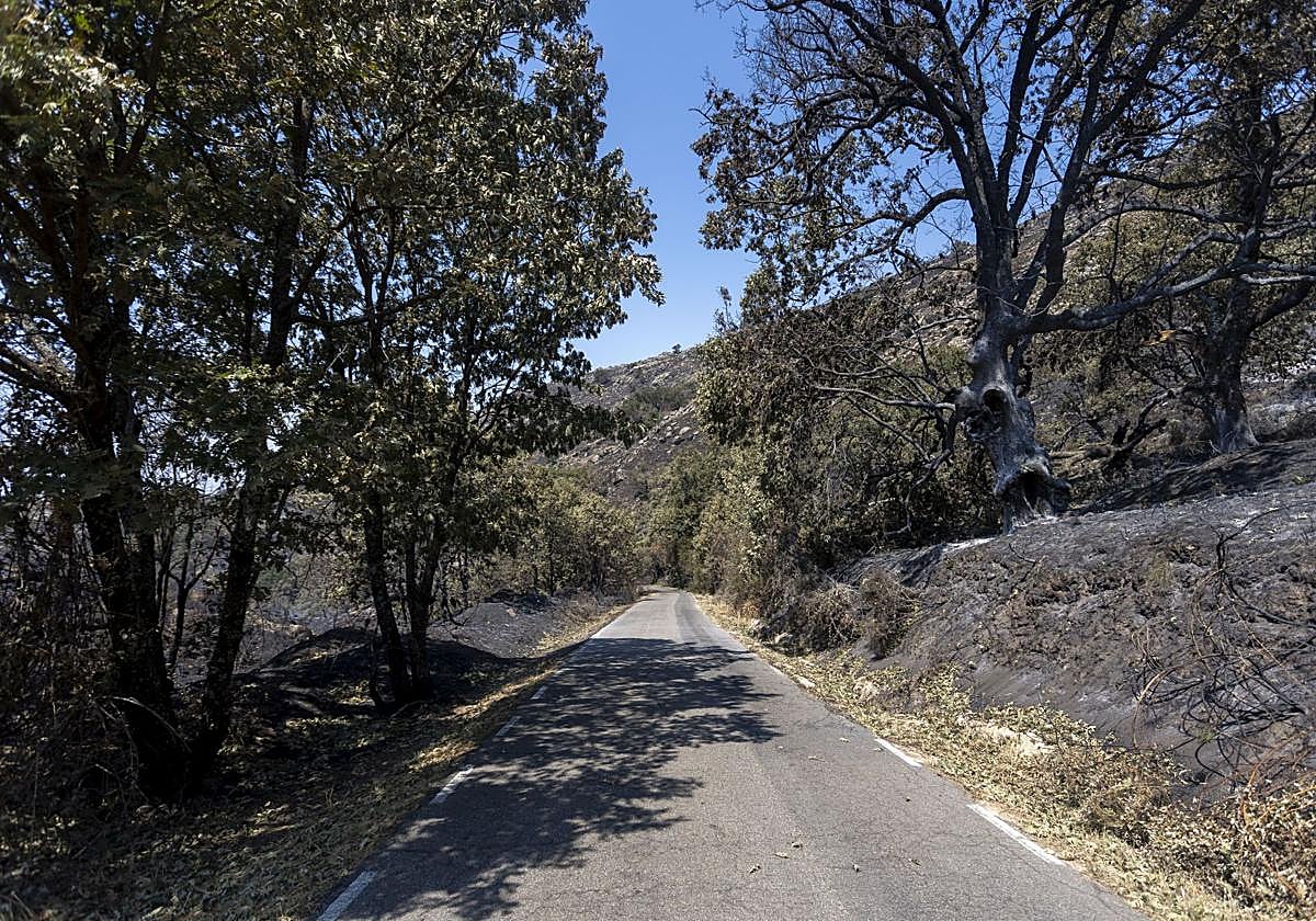 Zona quemada por el incendio de Jarilla.