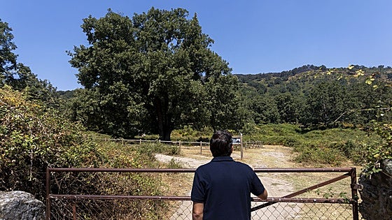 El árbol más armonioso de Extremadura se salva de las llamas