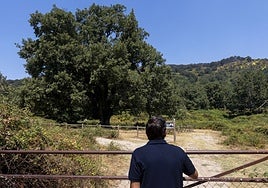 A la izquierda el árbol singular y, al fondo, en lo alto de la montaña, el negro calcinado.