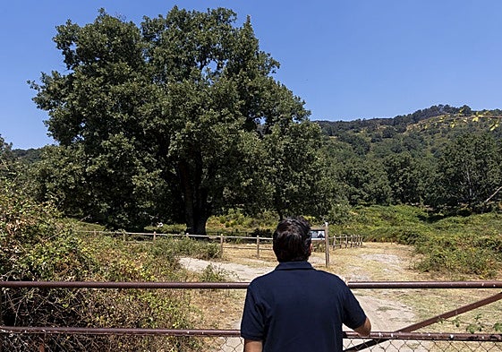 A la izquierda el árbol singular y, al fondo, en lo alto de la montaña, el negro calcinado.